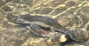 Image result for Alosa aestivalis