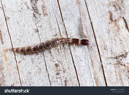 Attēlu rezultāti vaicājumam “Raphidioptera larva”