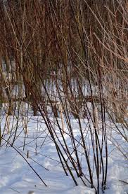 Attēlu rezultāti vaicājumam “Salix daphnoides subsp. acutifolia bud”