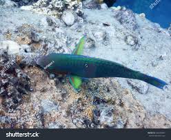 Image result for Scarus psittacus