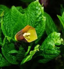 Attēlu rezultāti vaicājumam “Scopolia carniolica flower”