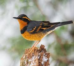 Image result for Ixoreus naevius