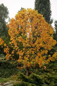 Attēlu rezultāti vaicājumam “Fraxinus pennsylvanica fruit”