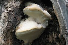 Attēlu rezultāti vaicājumam “Aurantiporus fissilis”