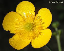 Attēlu rezultāti vaicājumam “Ranunculus lanuginosus flower”