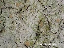 Attēlu rezultāti vaicājumam “Biatora sphaeroides”