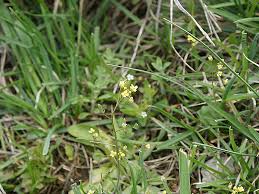 Attēlu rezultāti vaicājumam “Draba nemorosa fruit”