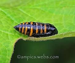 Attēlu rezultāti vaicājumam “Abraxas grossulariata larva”