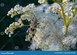 Attēlu rezultāti vaicājumam “Pachyta quadrimaculata”