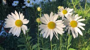 Image result for Leucanthemella serotina