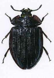 Attēlu rezultāti vaicājumam “Peltis grossa”