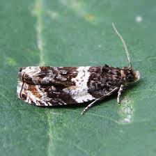 Attēlu rezultāti vaicājumam “Orthotaenia undulana”