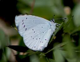 Attēlu rezultāti vaicājumam “Celastrina argiolus underside”