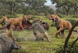 Attēlu rezultāti vaicājumam “Canis lupus”