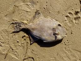 Image result for Balistes capriscus