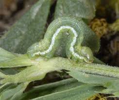 Attēlu rezultāti vaicājumam “Chiasmia clathrata”