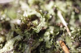 Attēlu rezultāti vaicājumam “Chiloscyphus pallescens”