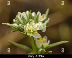 Attēlu rezultāti vaicājumam “Scleranthus perennis bud”