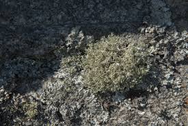 Attēlu rezultāti vaicājumam “Ramalina pollinaria”