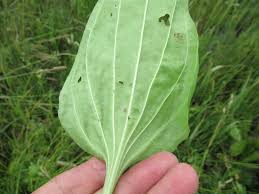 Attēlu rezultāti vaicājumam “Plantago major subsp. intermedia leaf”