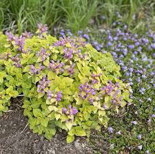 Attēlu rezultāti vaicājumam “Lamium maculatum”