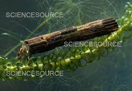 Attēlu rezultāti vaicājumam “Phryganeidae”