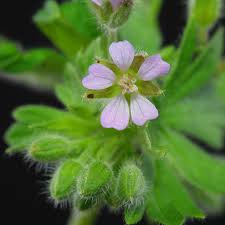 Attēlu rezultāti vaicājumam “Geranium pusillum flower”