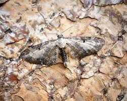 Attēlu rezultāti vaicājumam “Eupithecia succenturiata”