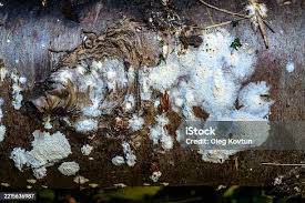 Attēlu rezultāti vaicājumam “Postia rennyi”