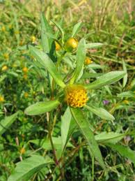 Attēlu rezultāti vaicājumam “Bidens frondosa flower”