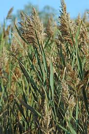 Attēlu rezultāti vaicājumam “Phragmites communis flower”