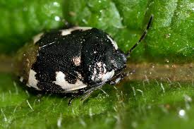 Attēlu rezultāti vaicājumam “Tritomegas bicolor”