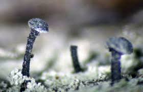 Attēlu rezultāti vaicājumam “Calicium adspersum”