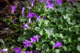 Image result for Campanula spicata