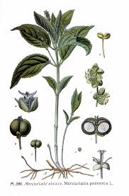 Attēlu rezultāti vaicājumam “Mercurialis perennis flower”