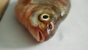 Image result for Rutilus heckelii