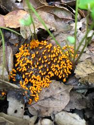 Attēlu rezultāti vaicājumam “Leocarpus fragilis young”