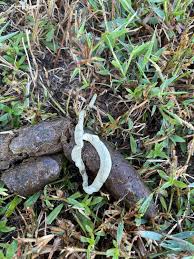 Image result for cestoda excrement dog