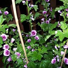 Image result for Malva sylvestris 'Zebrina'