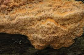 Attēlu rezultāti vaicājumam “Hapalopilus aurantiacus”