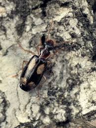 Attēlu rezultāti vaicājumam “Dromius quadrimaculatus”