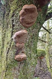 Attēlu rezultāti vaicājumam “Phellinus”