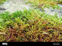 Attēlu rezultāti vaicājumam “Sciuro-hypnum curtum sporophyte”