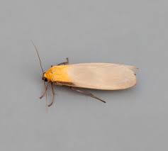 Attēlu rezultāti vaicājumam “Lithosia quadra male”