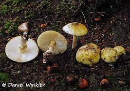 Attēlu rezultāti vaicājumam “Amanita phalloides”