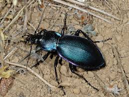 Attēlu rezultāti vaicājumam “Carabus violaceus”