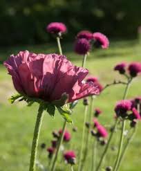 Attēlu rezultāti vaicājumam “Cirsium x rigens flower”