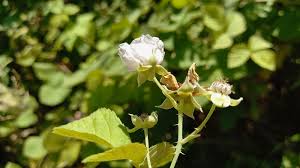 Attēlu rezultāti vaicājumam “Rubus caesius flower”