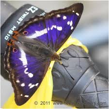 Attēlu rezultāti vaicājumam “Apatura iris male”