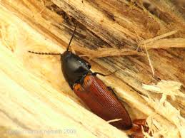 Attēlu rezultāti vaicājumam “Ampedus pomorum”